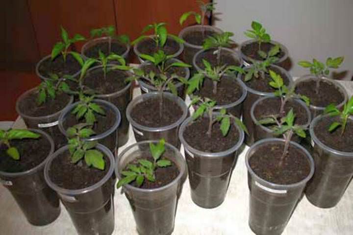 Томати посадка насіння на розсаду в квітні. Коли сіяти помідори на розсаду