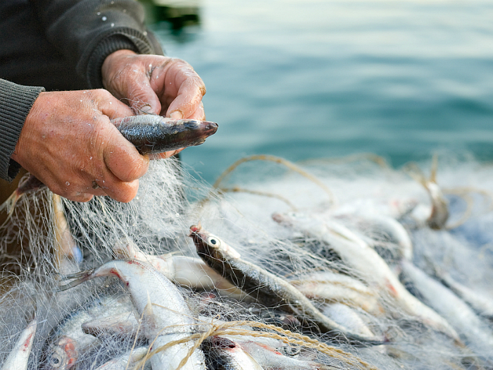 Ловити рибу на вудку уві сні — тлумачення відомих сонників. Сонник ловити рибу на вудку жінці