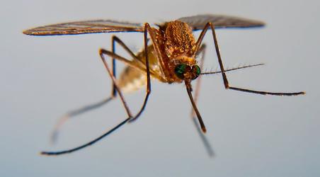 До чого сниться комар. Що означає образ комара уві сні-тлумачення