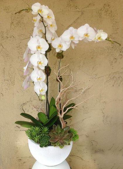 Чи можна дарувати жовті орхідеї. Чому орхідеї не можна тримати вдома: обєктивні причини і народні прикмети
