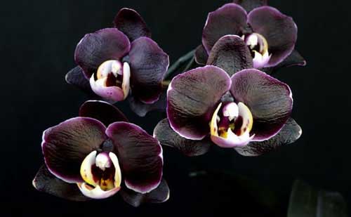 Прикмети повязані з орхідеями. Кому і коли дарувати орхідеї? значення кольору орхідей