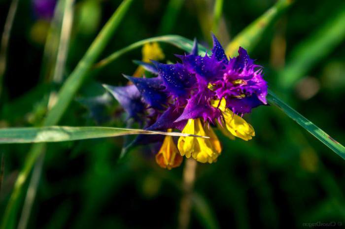 Марянник дібровний (melampyrum nemorosum). Марянник дібровний – іван-да-маря) - melampyrum пемогоѕим l. Сімейство норичникові-scrophulariaceae марянник дібровний