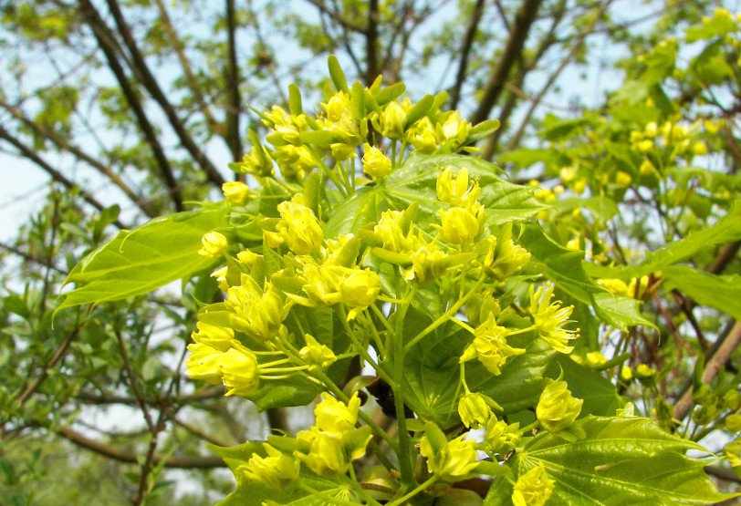 Клен кулястий. Клен кулястий (platanoides globosum)