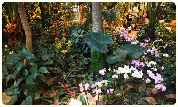Догляд за орхідеєю в зимовий період. Догляд за орхідеями без вираженого стану спокою