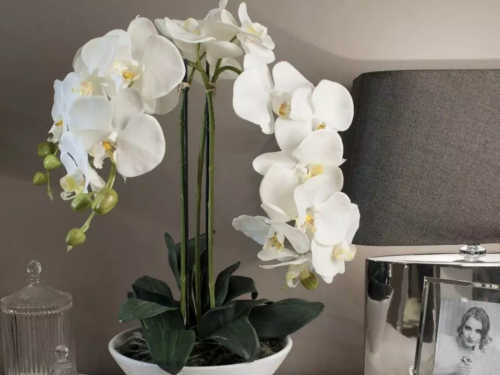 Чи можна дарувати орхідею на весілля. Чи варто тримати вдома орхідею-прикмети і забобони про квітку