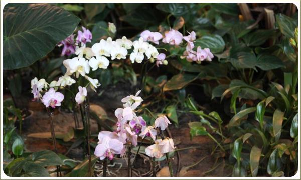 Догляд за орхідеєю в зимовий період. Догляд за орхідеями без вираженого стану спокою