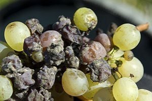 Чорні точки на пагонах винограду. Хвороби винограду: фото і поради садівників по лікуванню
