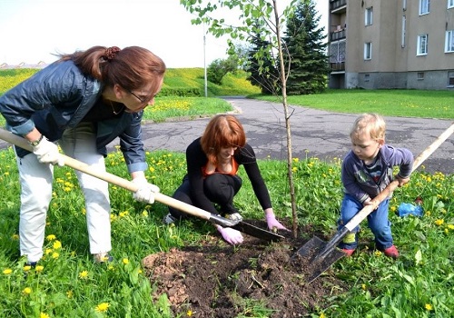 Береза біла посадка восени і догляд. Який час краще вибрати для посадки берези