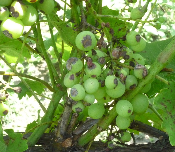 Чорні точки на пагонах винограду. Хвороби винограду: фото і поради садівників по лікуванню