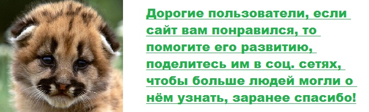 Ківі (птах): цікаві факти, опис, особливості. Птах ківі