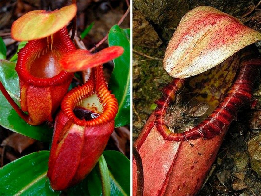 Хижі представники флори. Дивовижне творіння природи-хижі рослини (13 фото) квітка харчується комахами