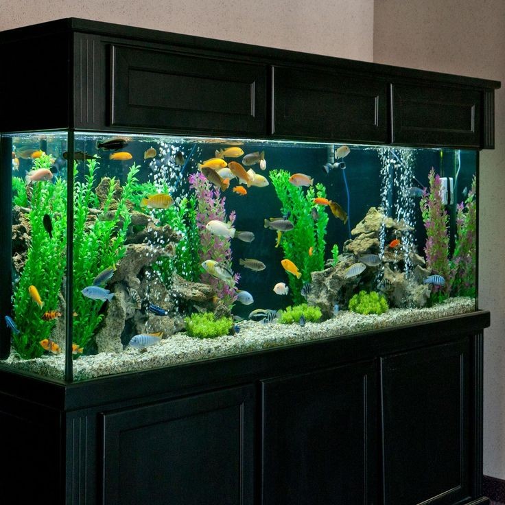 Оформлення акваріума на 300 літрів. Можливі варіанти внутрішнього оформлення акваріума