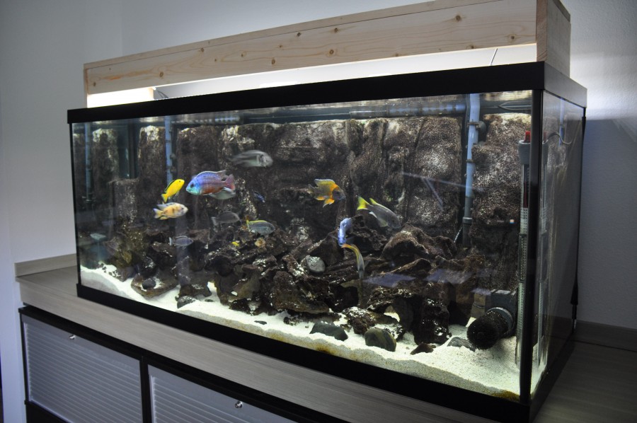 Оформлення акваріума на 300 літрів. Можливі варіанти внутрішнього оформлення акваріума