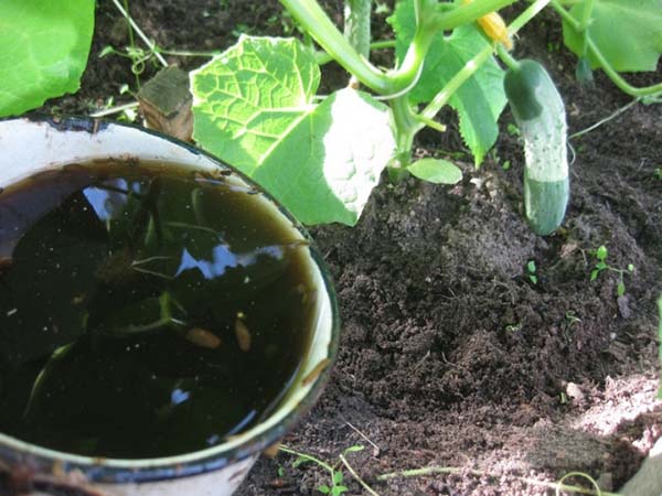 Як правильно посадити огірки насінням. Коли краще садити огірки на розсаду і як це робити прпавільно