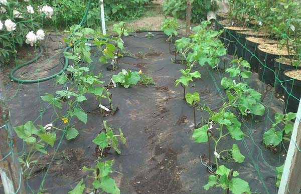 Як правильно посадити огірки насінням. Коли краще садити огірки на розсаду і як це робити прпавільно