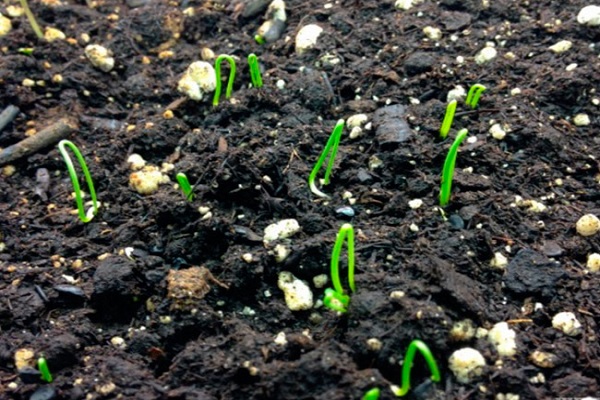 Чи виросте цибулю посаджений липні. Як правильно садити цибулю, щоб виросли великі цибулини
