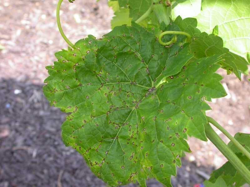 Чорні точки на листках винограду. Розпізнаємо і лікуємо хвороби винограду