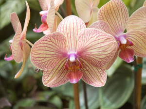 Чи можна дарувати жовті орхідеї. Чому орхідеї не можна тримати вдома: обєктивні причини і народні прикмети
