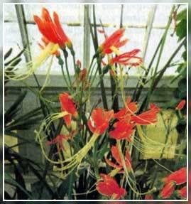 Кринум для саду: поради по посадці і догляду. Цибулинні квіти в домашніх умовах-опис рослин лілія кринум в саду