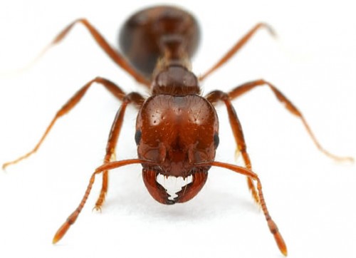 Цікаві факти про мурах. Мураха, заняття за рідною природою в старшій групі мураха загін комах