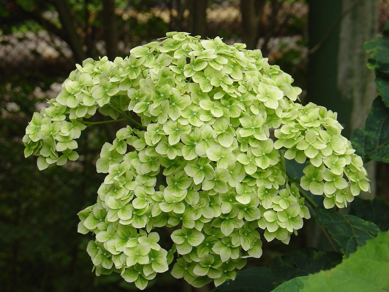 Квітка схожий на гортензію. Рідкісні види гортензій