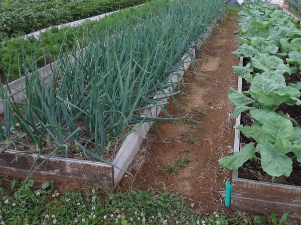 Поєднане вирощування картоплі і квасолі. З чим можна садити квасолю на одній грядці