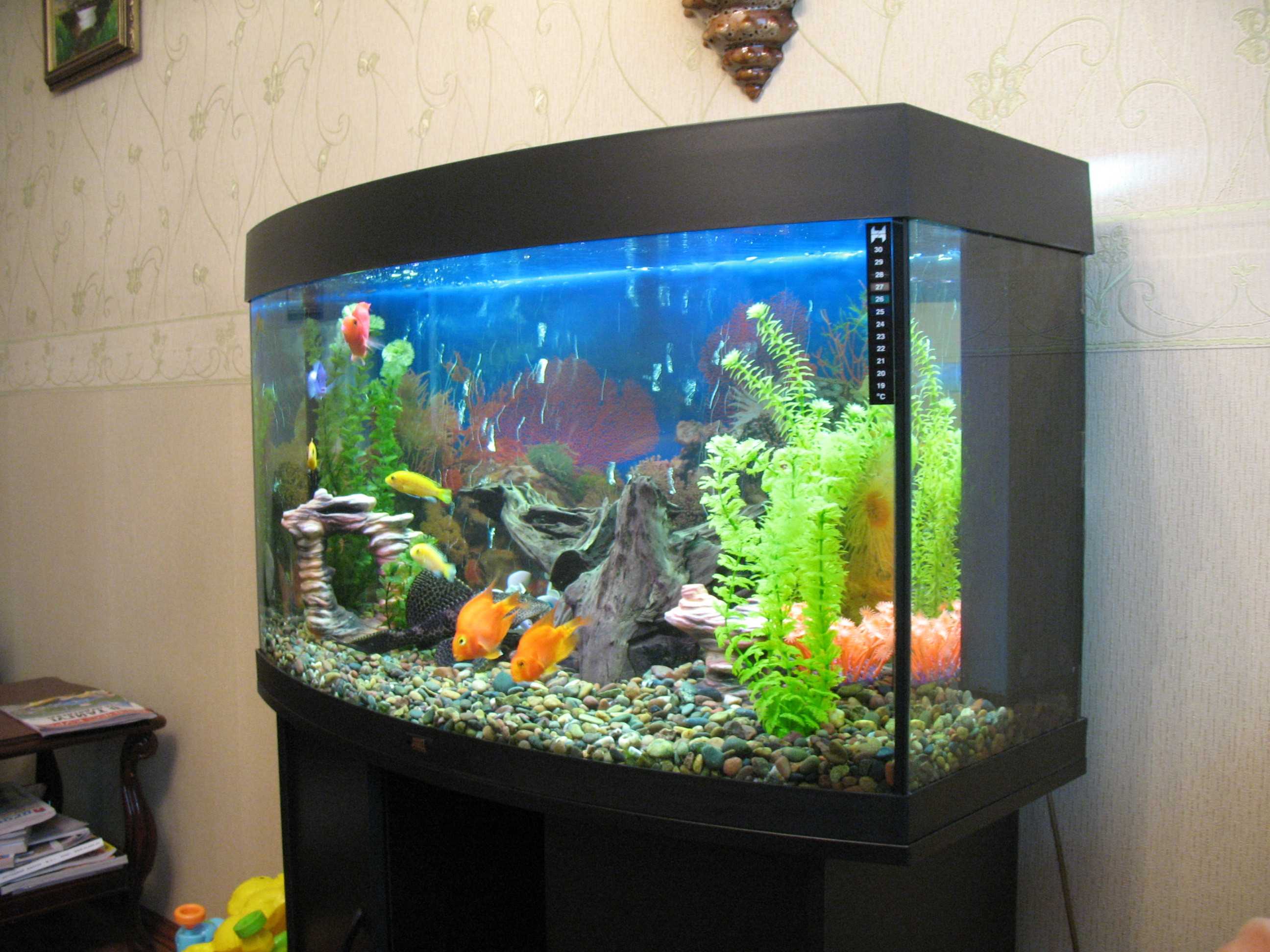 Як оформити акваріум на 300 літрів. Як створити оригінальний дизайн акваріума? обладнання та матеріали