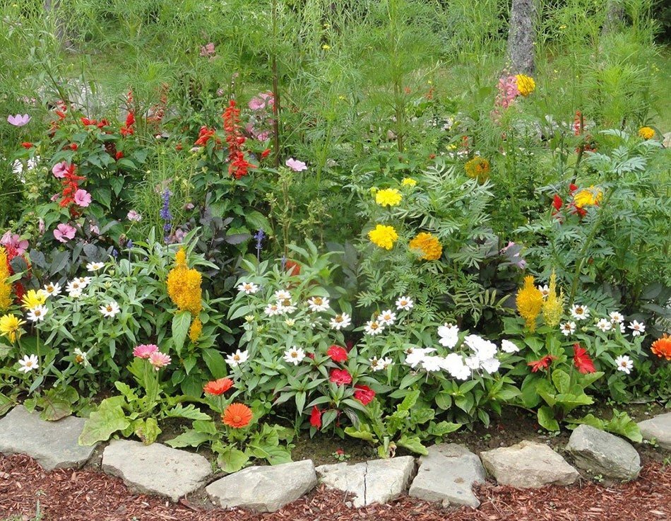 Багаторічні квіти для городу. Які квіти і декоративні рослини посадити на дачі: проектуємо квітники