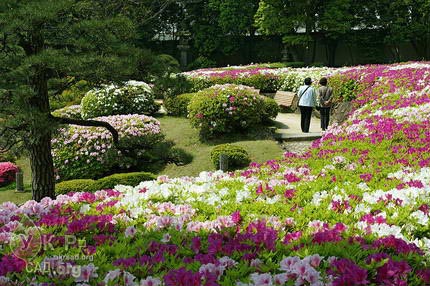 Рослини в японії з назвами. Квітка японська: опис, назви, особливості догляду та розмноження