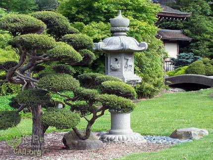 Рослини в японії з назвами. Квітка японська: опис, назви, особливості догляду та розмноження