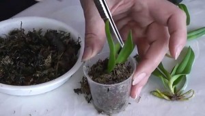 Як пересадити орхідею в домашніх умовах, щоб не нашкодити їй? як пересадити орхідею (коли і як правильно) який горщик вибрати при пересадці орхідеї.