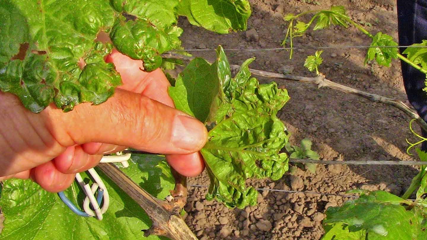 Чорні точки на пагонах винограду. Хвороби винограду: фото і поради садівників по лікуванню