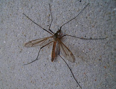 До чого сниться комар. Що означає образ комара уві сні-тлумачення