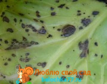 Жовті плями на капустяному листі. Хвороби і шкідники білокачанної капусти і боротьба з ними