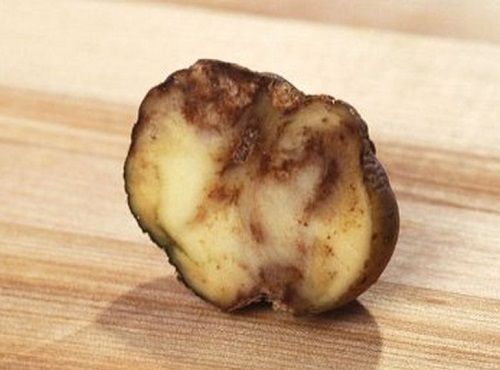 Як позбутися від картопляної попелиці. Картопляна попелиця-біологічні та хімічні способи знищення шкідника