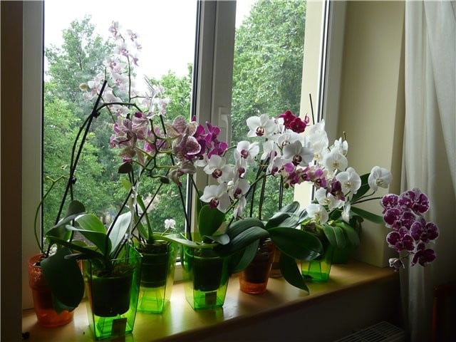 Чи можна дарувати орхідею на весілля. Чи варто тримати вдома орхідею-прикмети і забобони про квітку