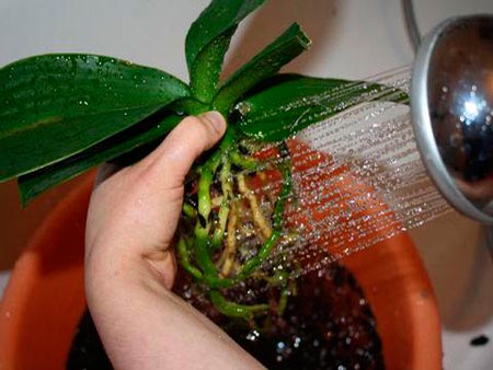 Як пересадити орхідею в домашніх умовах, щоб не нашкодити їй? як пересадити орхідею (коли і як правильно) який горщик вибрати при пересадці орхідеї.