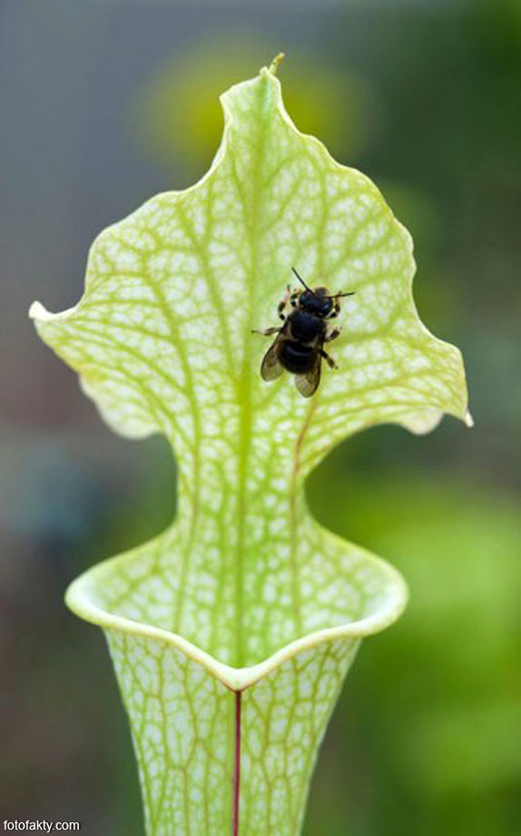 Хижі представники флори. Дивовижне творіння природи-хижі рослини (13 фото) квітка харчується комахами