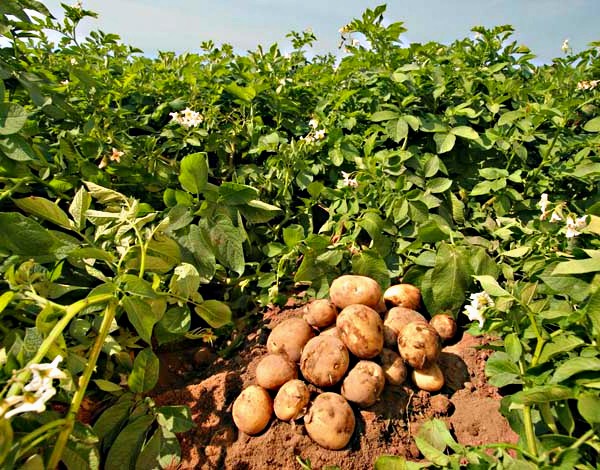 Поєднане вирощування картоплі і квасолі. З чим можна садити квасолю на одній грядці