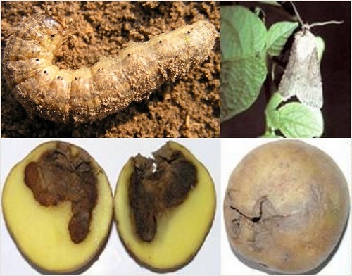 Як позбутися від картопляної попелиці. Картопляна попелиця-біологічні та хімічні способи знищення шкідника