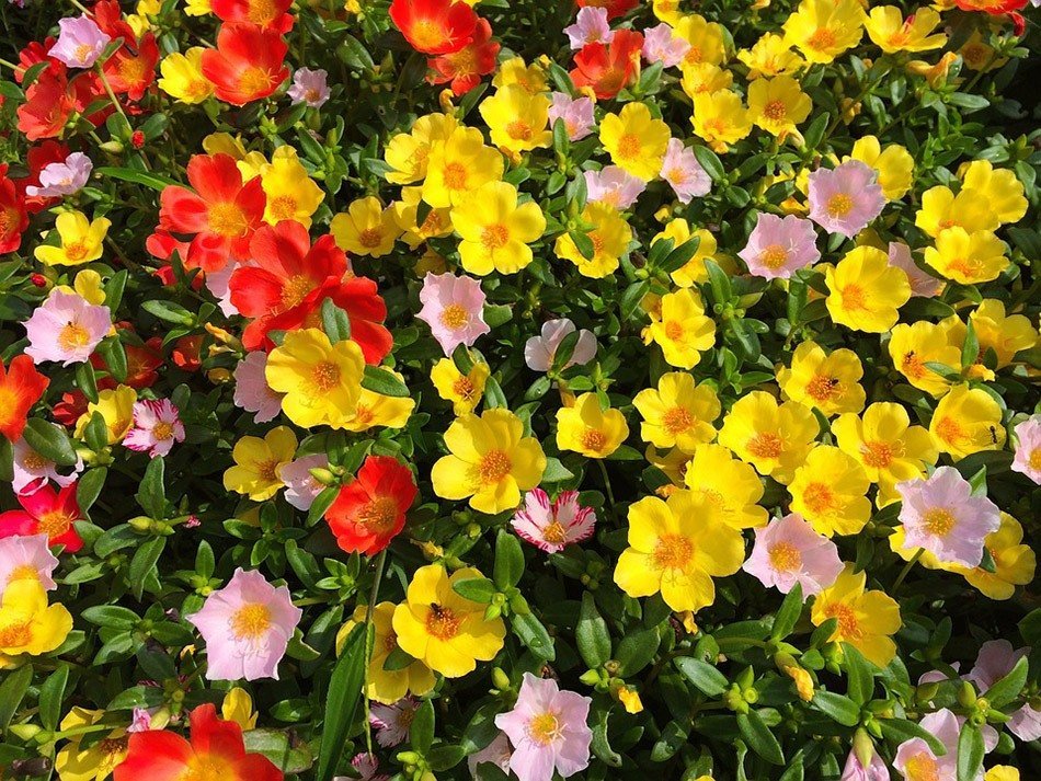 Багаторічні квіти для городу. Які квіти і декоративні рослини посадити на дачі: проектуємо квітники