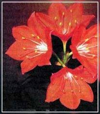 Кринум для саду: поради по посадці і догляду. Цибулинні квіти в домашніх умовах-опис рослин лілія кринум в саду
