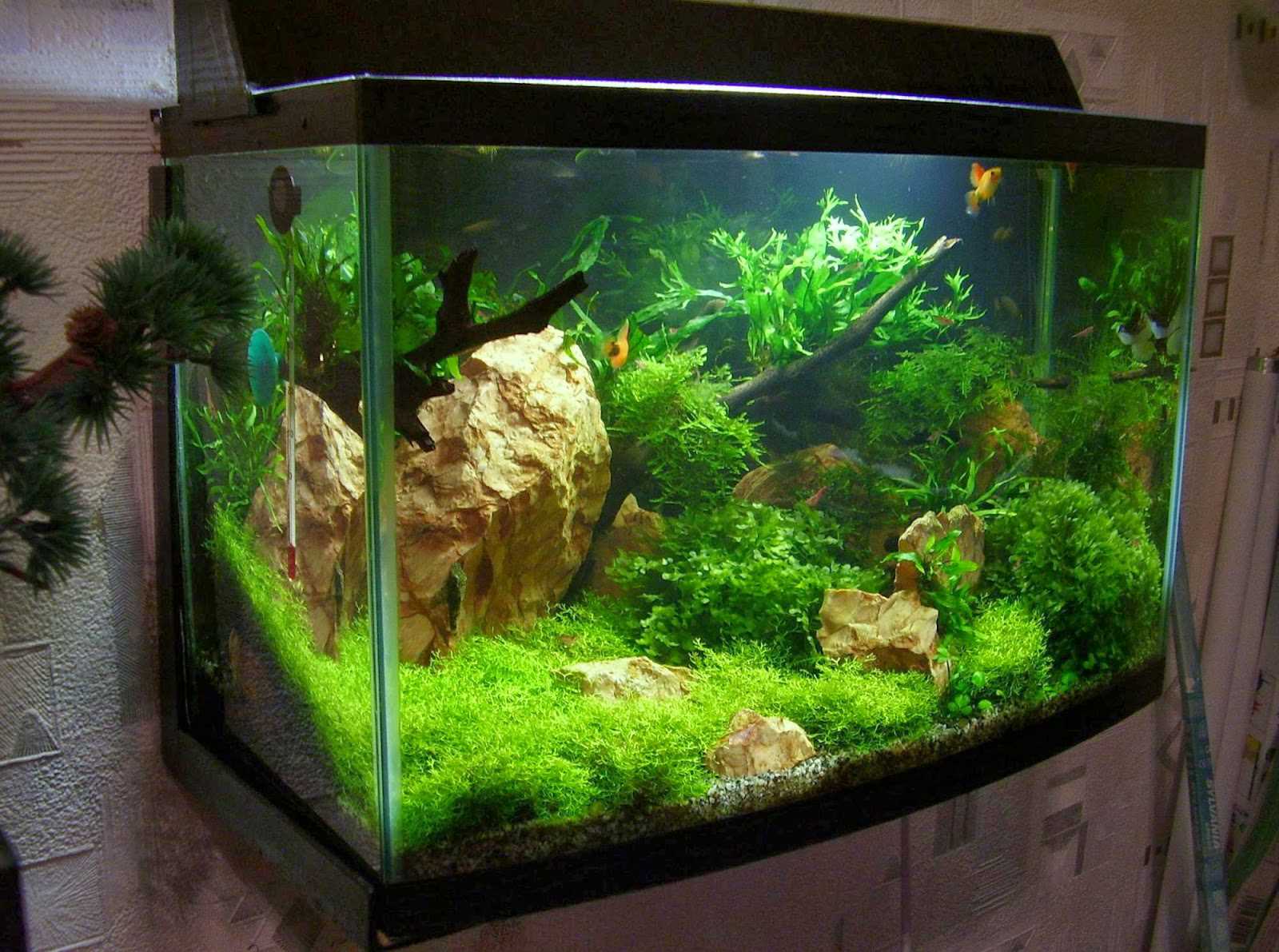 Як оформити акваріум на 300 літрів. Як створити оригінальний дизайн акваріума? обладнання та матеріали