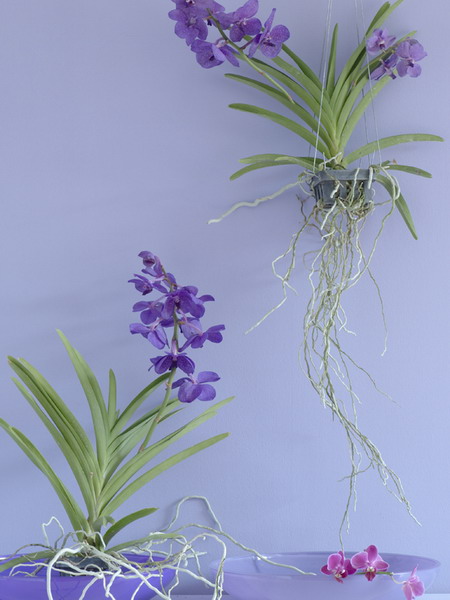 Дизайн орхідей в горщику. Горщики для орхідей: характеристика видів і критерії вибору