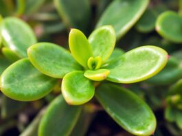 Comment placer un arbre de jade qui apportera de la richesse en 2026